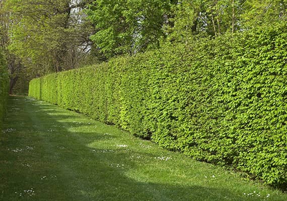 Élagage et entretien des jardins prés de Tours (37)